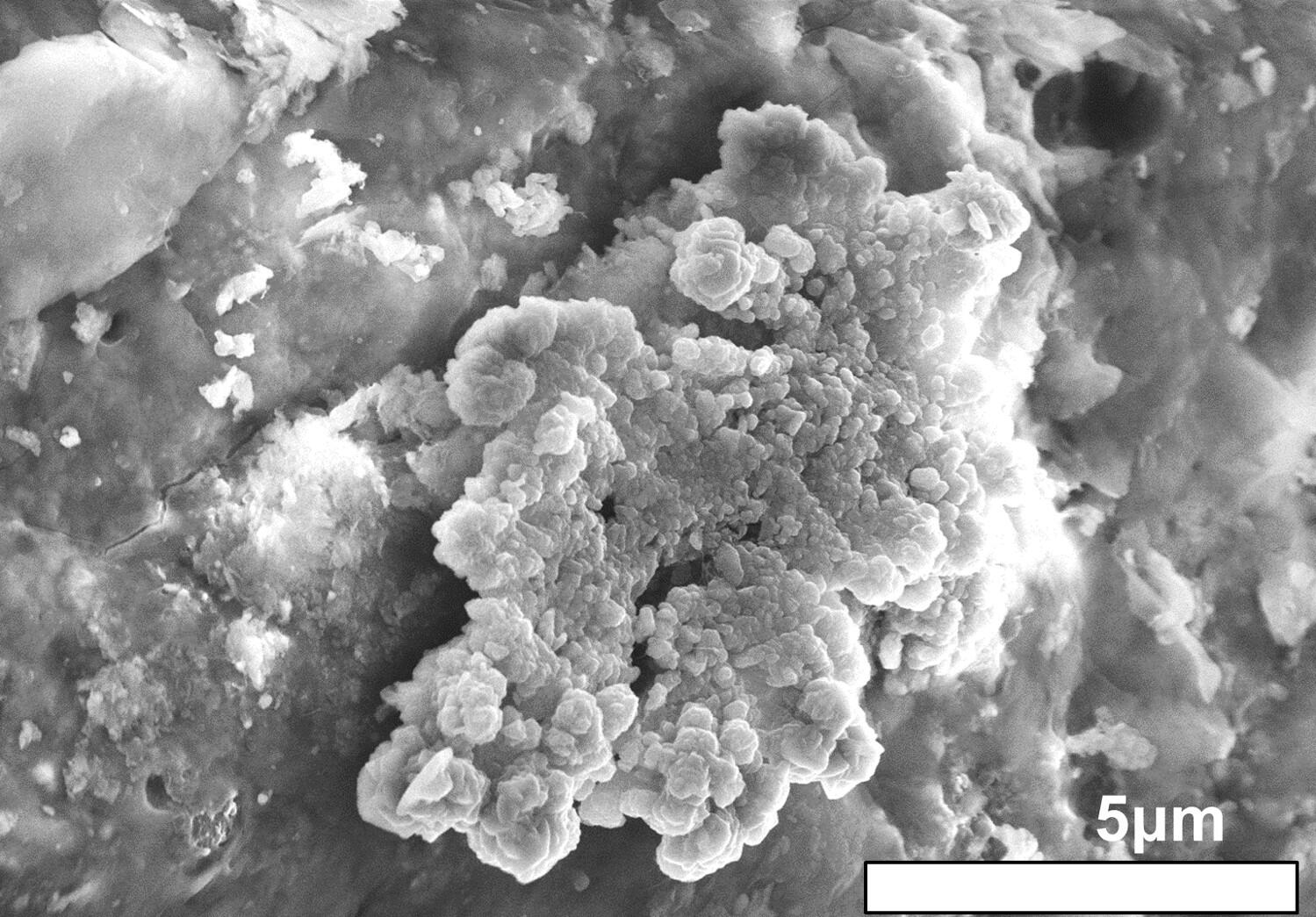 在 Ryugu 样品表面发现的表珊瑚状晶体(电子显微镜图像)。 超细、薄的晶体成堆生长