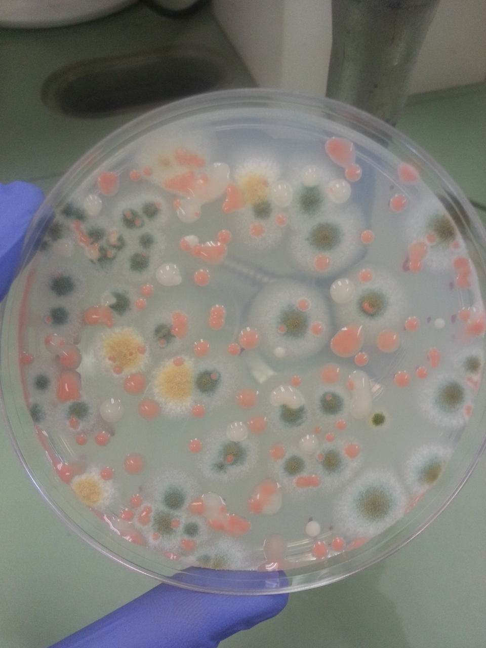 来自国际空间站的微生物样品